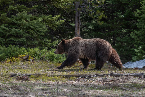 istock Grizzly bear 399 and her cubs in the Tetons 1132640425