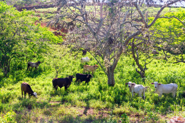 istock Cows near Barichara 1132640439