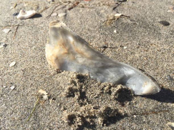 istock Seashell of a Southern California Beach 1132641143