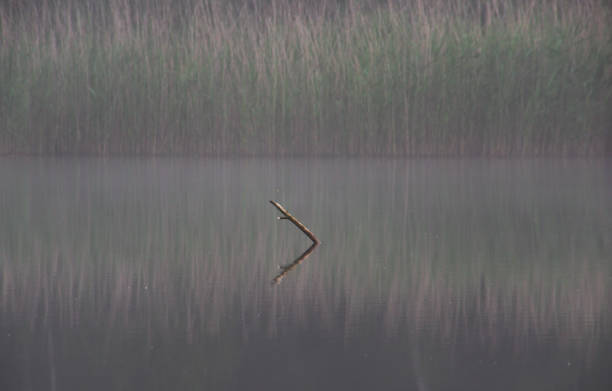 Misty lake Misty lake in the heath area cold Brunssummerheide rustige scène stock pictures, royalty-free photos & images