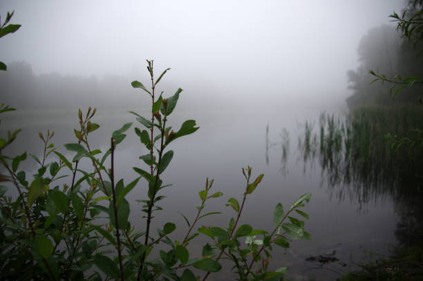 Misty lake Misty lake in the heath area cold Brunssummerheide rustige scène stock pictures, royalty-free photos & images