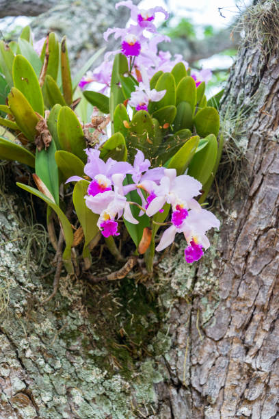 Cattleya Trianae Orchid Cattleya trianae orchid growing in a tree in Barichara, Colombia.  Cattleya trianae is the national flower of Colombia. cattleya trianae stock pictures, royalty-free photos & images