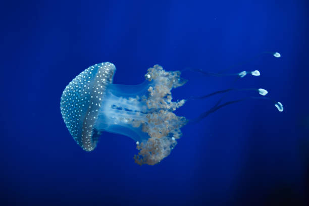 meduza z białymi plamami (phyllorhiza punctata) - white spotted jellyfish obrazy zdjęcia i obrazy z banku zdjęć
