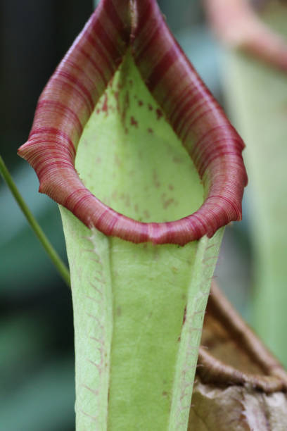 istock Opening of a Pitcher Plant 1132643585