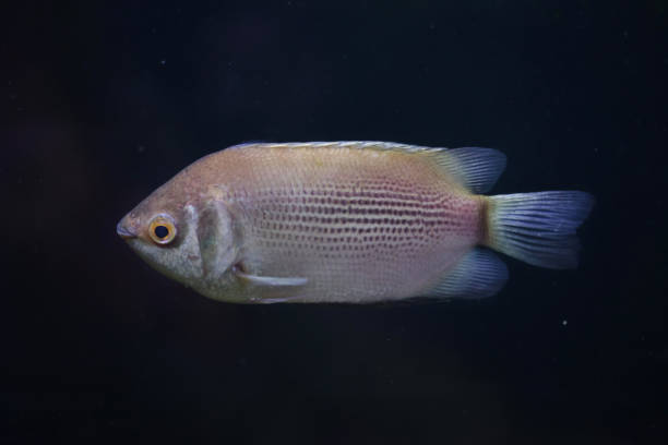 istock Kissing gourami (Helostoma temminckii) 1132643680