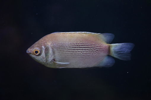 Kissing gourami (Helostoma temminckii), also known as the kissing fish.