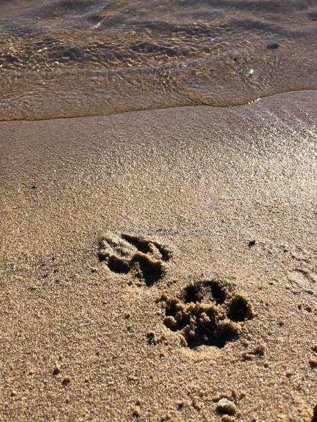 istock Two Dog Paw Prints on the Beach 1132644677