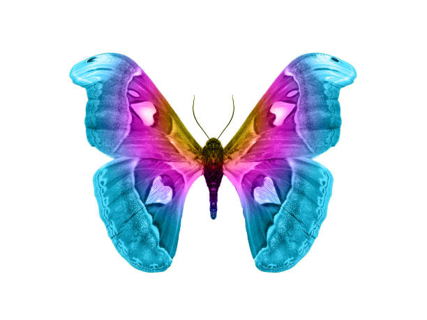istock butterfly isolated on white background. isolated on white background 1132644824