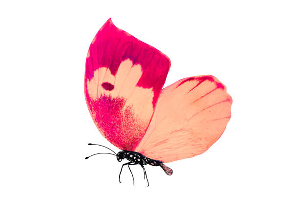 pink butterfly with legs and antennae. isolated on white background
