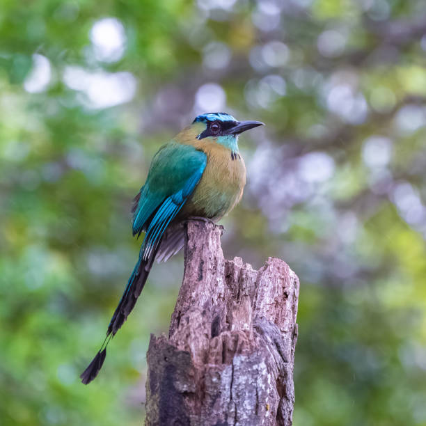 istock Turquoise-browed motmot, bird 1132645325