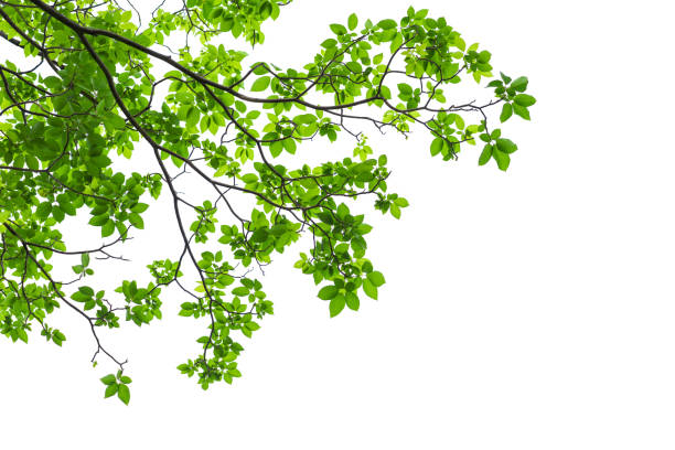 feuilles vertes d'arbre et branches isolées sur le fond blanc - tree foliage photos et images de collection