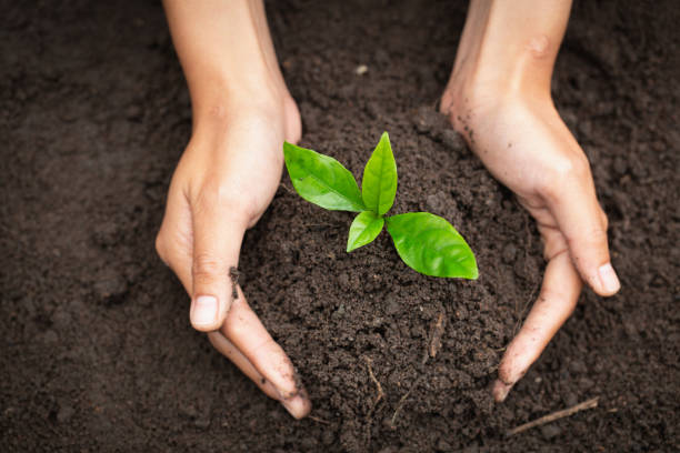 Hand protects seedlings that are growing, Environment Earth Day In the hands of trees growing seedlings, reduce global warming, concept of love the world. Hand protects seedlings that are growing, Environment Earth Day In the hands of trees growing seedlings, reduce global warming, concept of love the world. soil health stock pictures, royalty-free photos & images