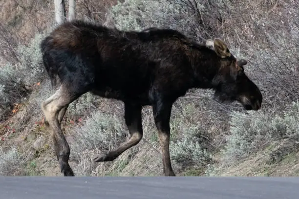 Photo of Moose in the Tetons