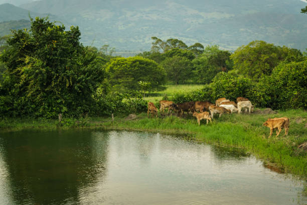 istock Veal ins a big farm 1132647281