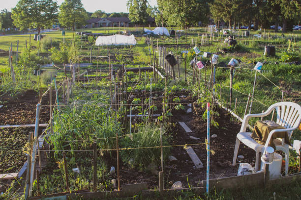 Community allotment garden with vegetables and other plants. community or urban gardening is thought to be a valuable resource that will help feed the population of the future