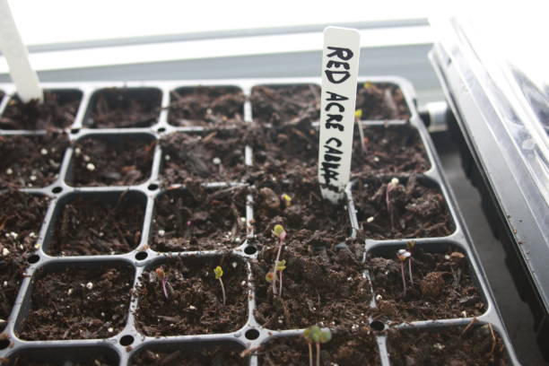 istock Red acre cabbage seedlings started in a seedling tray in front of window. 1132647308