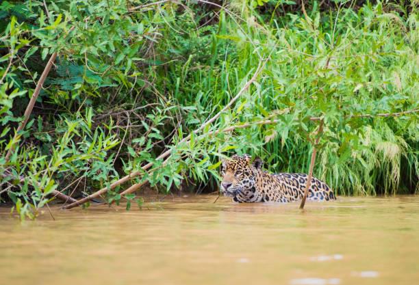 istock Jagura wading in river 1132649294