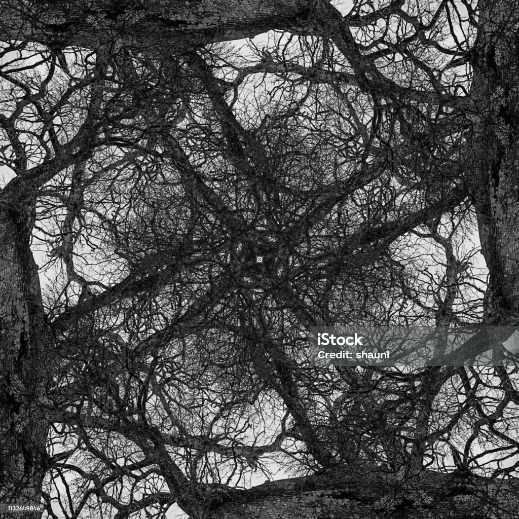 Abstract Branch Symmetry Overlaid tree branch composite image. Abstract Stock Photo