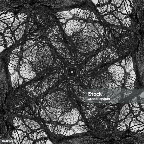 Abstract Branch Symmetry Stock Photo - Download Image Now - Abstract, Art, Art And Craft