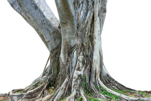 Roots of a tree and trunk isolated on white background.