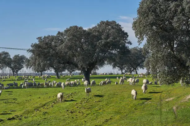 Flock of sheep grazing in the green field with holm oaks and a lake, on a sunny day