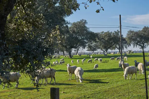 Flock of sheep grazing in the green field with holm oaks and a lake, on a sunny day