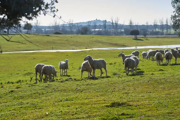 Flock of sheep grazing in the green field with holm oaks and a lake, on a sunny day