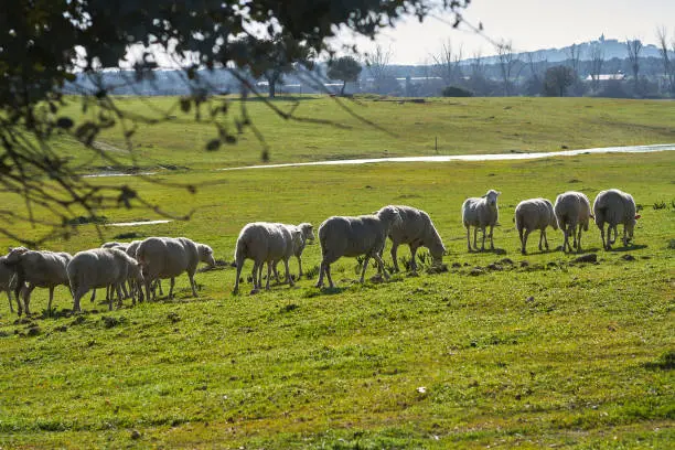 Flock of sheep grazing in the green field with holm oaks and a lake, on a sunny day