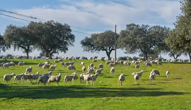 Flock of sheep grazing in the green field with holm oaks and a lake, on a sunny day