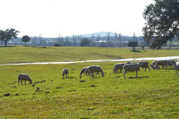 Flock of sheep grazing in the green field with holm oaks and a lake, on a sunny day