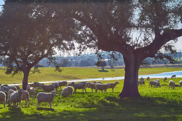 Flock of sheep grazing in the green field with holm oaks and a lake, on a sunny day