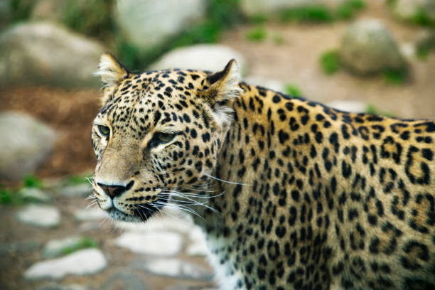 istock Portrait of a predatory spotted animal Leopard 1132652405