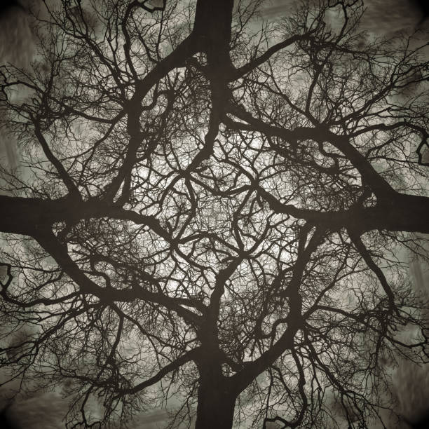istock Abstract Branch Symmetry 1132652501