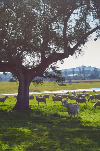 Flock of sheep grazing in the green field with holm oaks and a lake, on a sunny day