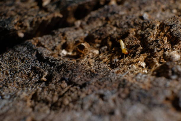 istock Termite Workers, Small termites, Dry-Wood Termites on the old wood rotting 1132652580