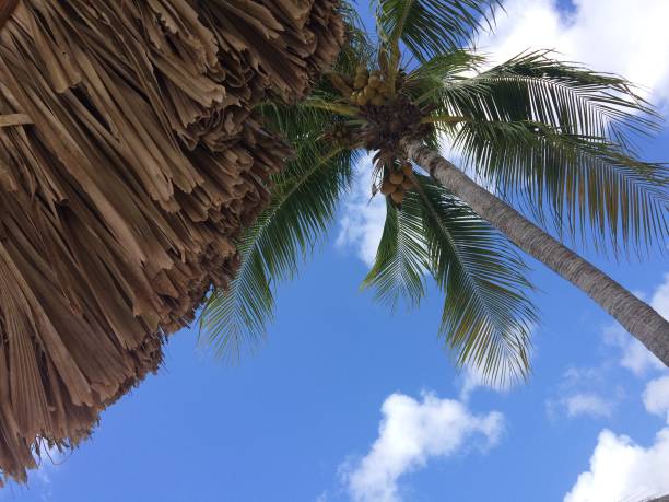 istock Straw hut with coconut tree on a blue sky background 1132655764