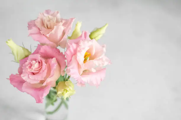 Fresh flowers of Lisianthus on grey background. Beautiful bouquet of Eustoma in vase on blur, grey background. Flower background with copy space.