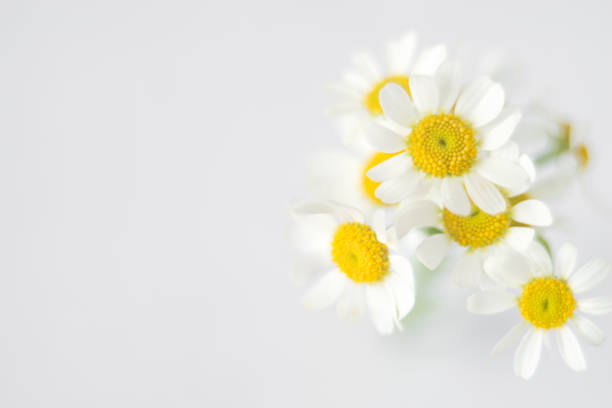 istock Fresh white chamomile flowers in soft and blur style. Flower background with copy space. 1132657231