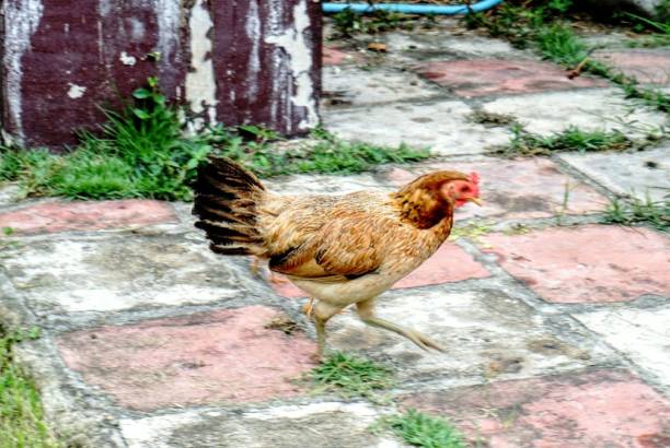 istock Chickens are running free in Thailand's villages 1132659294