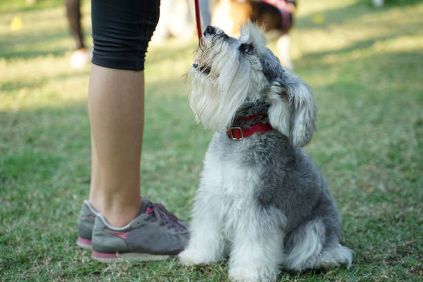 istock Miniature Schnauzer dog sitting on the floor 1132659417