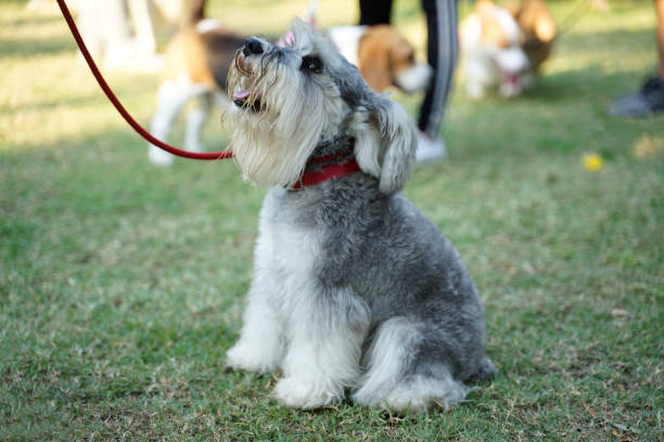 istock Miniature Schnauzer dog sitting on the floor 1132659424