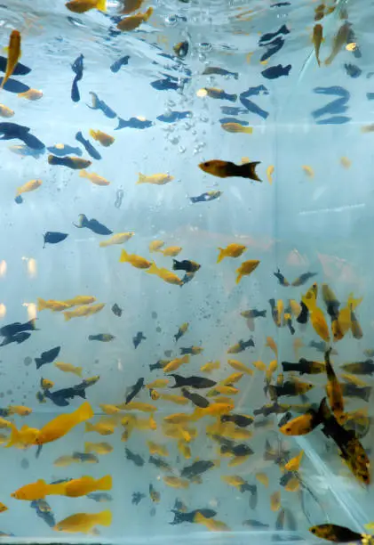 Group of ornamental fish swim in aquarium at home