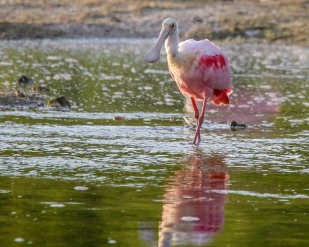 istock Roseate Spoonbill sees its reflection in the water 1132664096