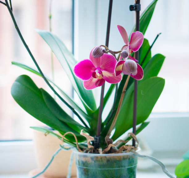 istock Home orchid in pot standing on window-sill 1132664172