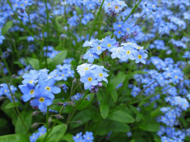 istock Sweet Light Blue Forget Me Not Flowers 1132667710
