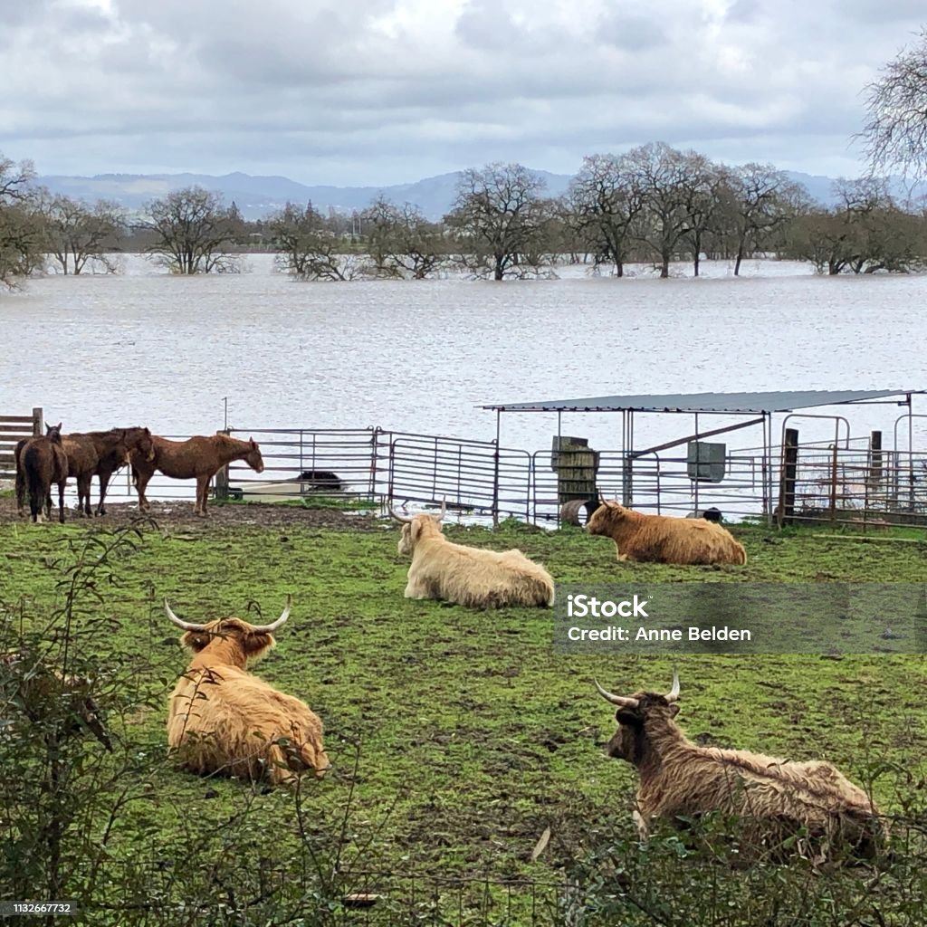 Happy cows don’t worry about a little flooding Cows relax and enjoy the view of the flooded Laguna near their home in Sebastopol, California. An atmospheric river dropped nearly a foot of rain on Sonoma County over the past two days. Flood Stock Photo