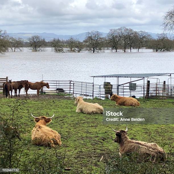 Happy Cows Dont Worry About A Little Flooding Stock Photo - Download Image Now - Flood, Domestic Cattle, Sonoma County