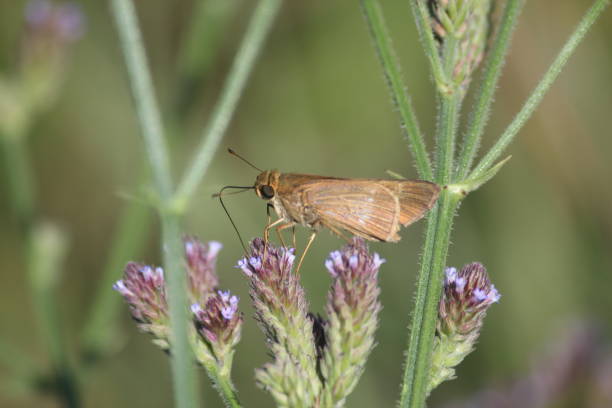 istock Butterfly and Flowers 1132668546