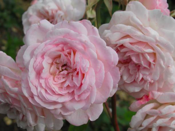 istock Sweet Attractive Light Pink Rose Flowers 1132671683