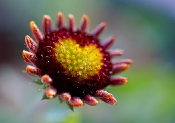 close -up of a red flower with a yellow heart shape in the center - flower single flower macro focus on foreground imagens e fotografias de stock